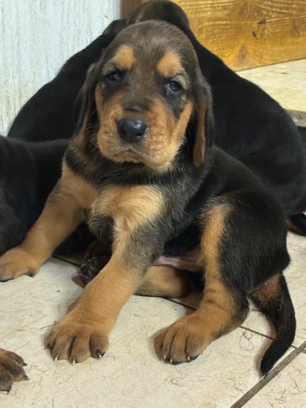 Jean-michel Ramos - Chiots disponibles - Bruno St Hubert Français
