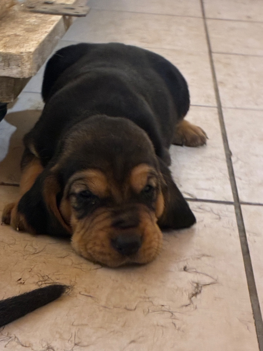 Jean-michel Ramos - Chiots disponibles - Bruno St Hubert Français
