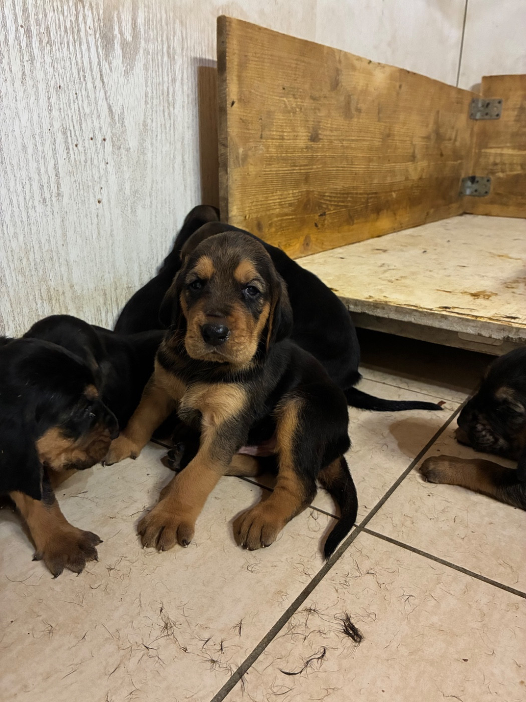 Jean-michel Ramos - Chiots disponibles - Bruno St Hubert Français