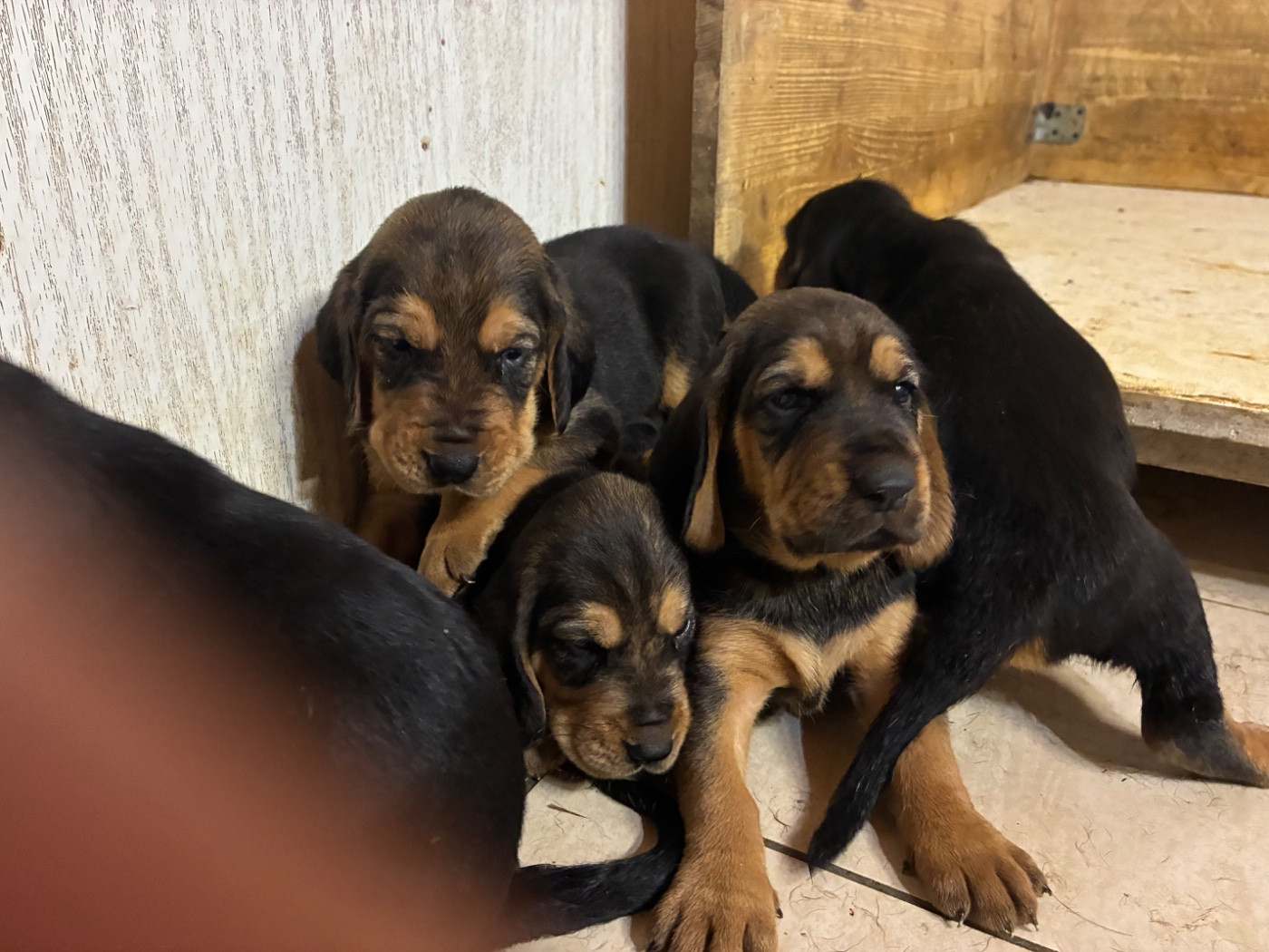 Jean-michel Ramos - Chiots disponibles - Bruno St Hubert Français