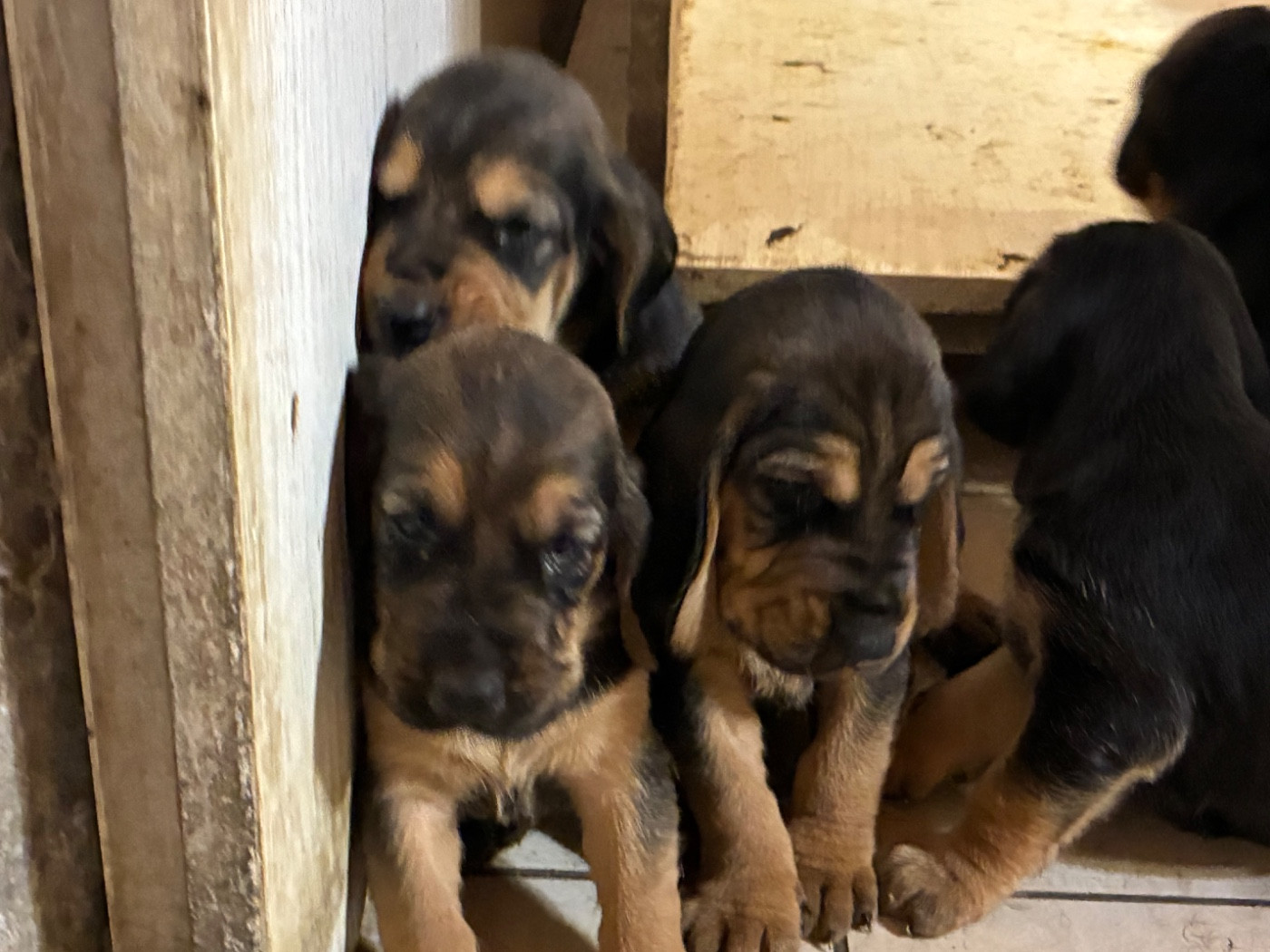 Jean-michel Ramos - Chiots disponibles - Bruno St Hubert Français