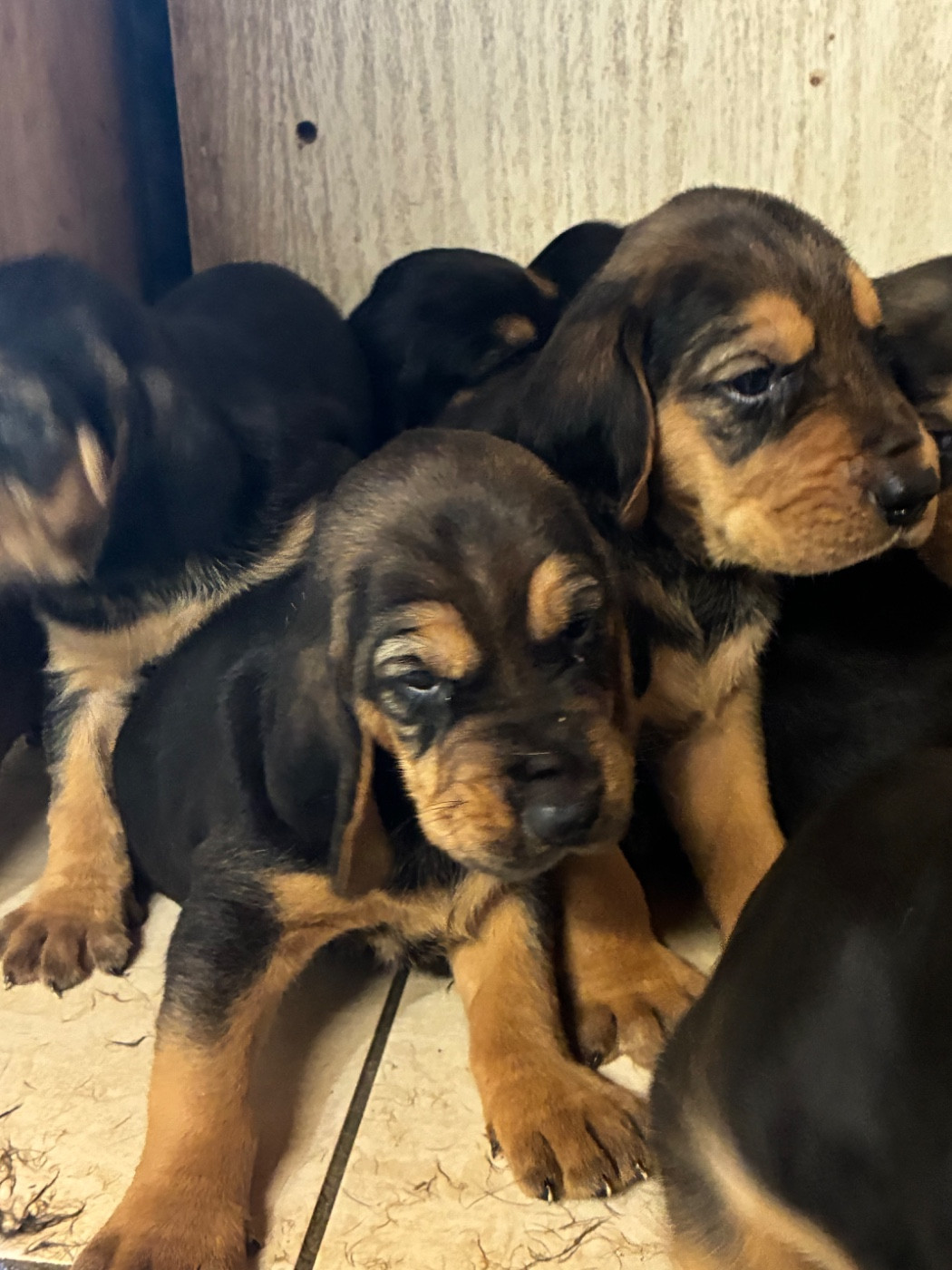 Jean-michel Ramos - Chiots disponibles - Bruno St Hubert Français